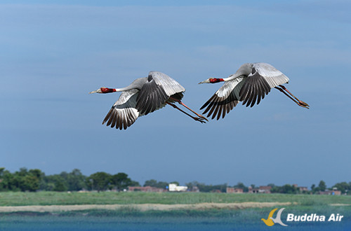 Sarus Crane